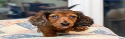 Miniature Dachshund dogs for sale:  Miniature Long-Haired Dachshund Puppies–Red Merle - Advert 39