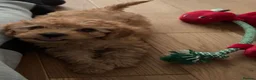 Cavapoo dogs for sale:  Cavapoo puppy  - Advert 1