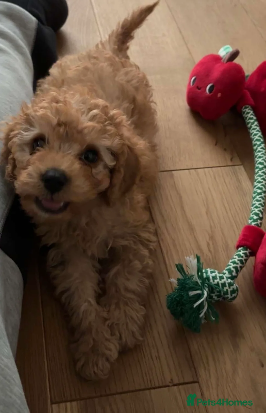 Cavapoo dogs for sale:  Cavapoo puppy  - Advert 1