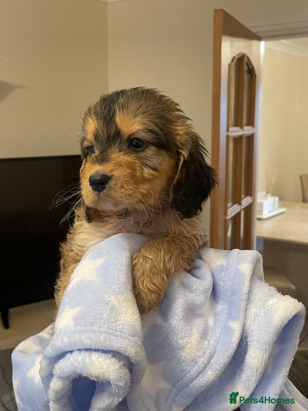 Cockapoo dogs for sale: 🐾 Beautiful Cockapoo Puppies for Sale 🐾 - Advert 27