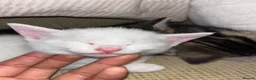 Khao Manee cats for sale: 3 Kittens  in Horley - Advert 4