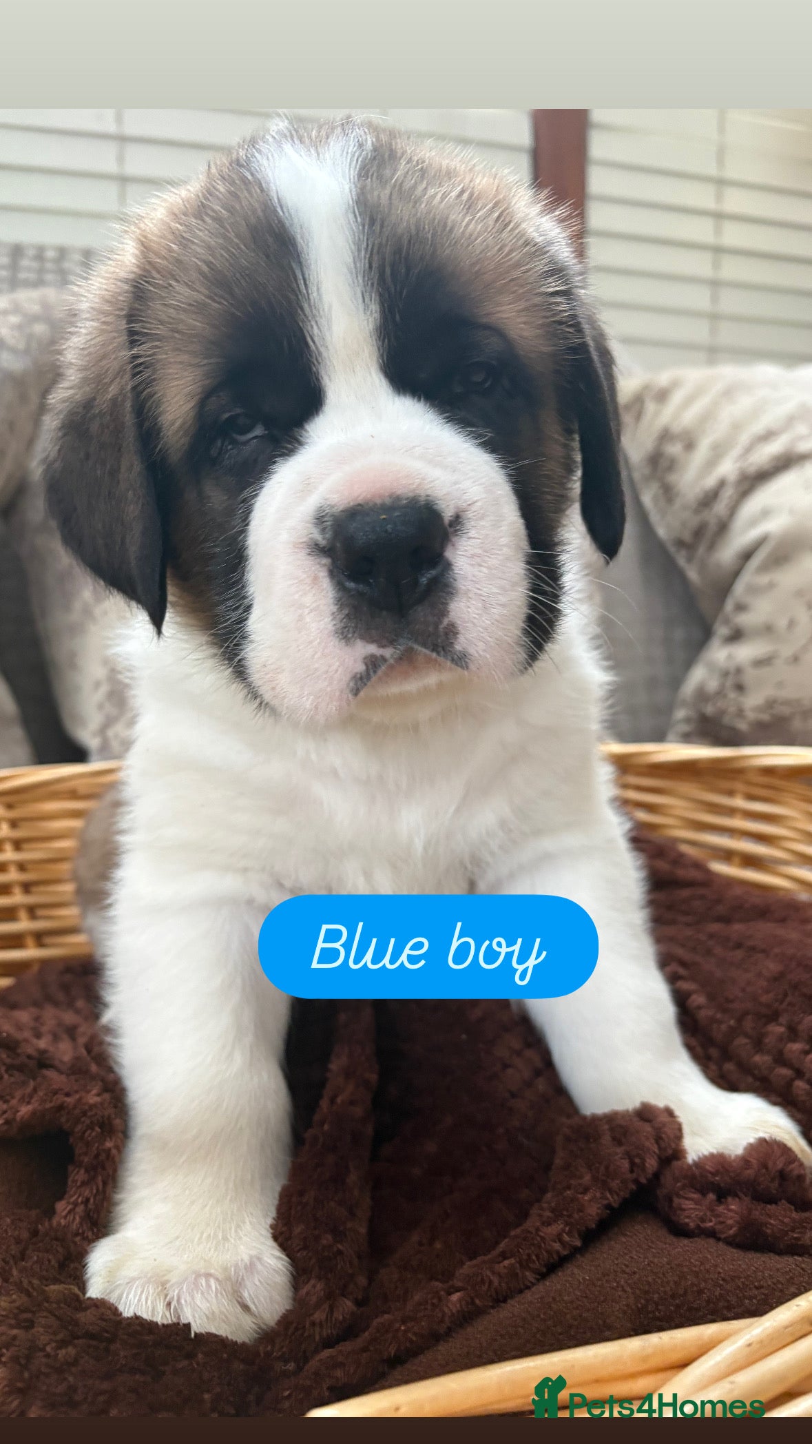 Saint Bernard dogs Chunky family raised champ blood Saint Bernard 🐶  - Advert 1