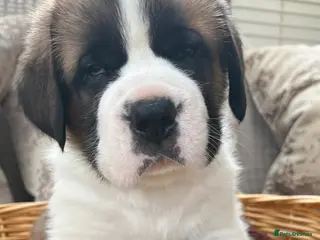 Saint Bernard dogs Chunky family raised champ blood Saint Bernard 🐶 - Advert 1