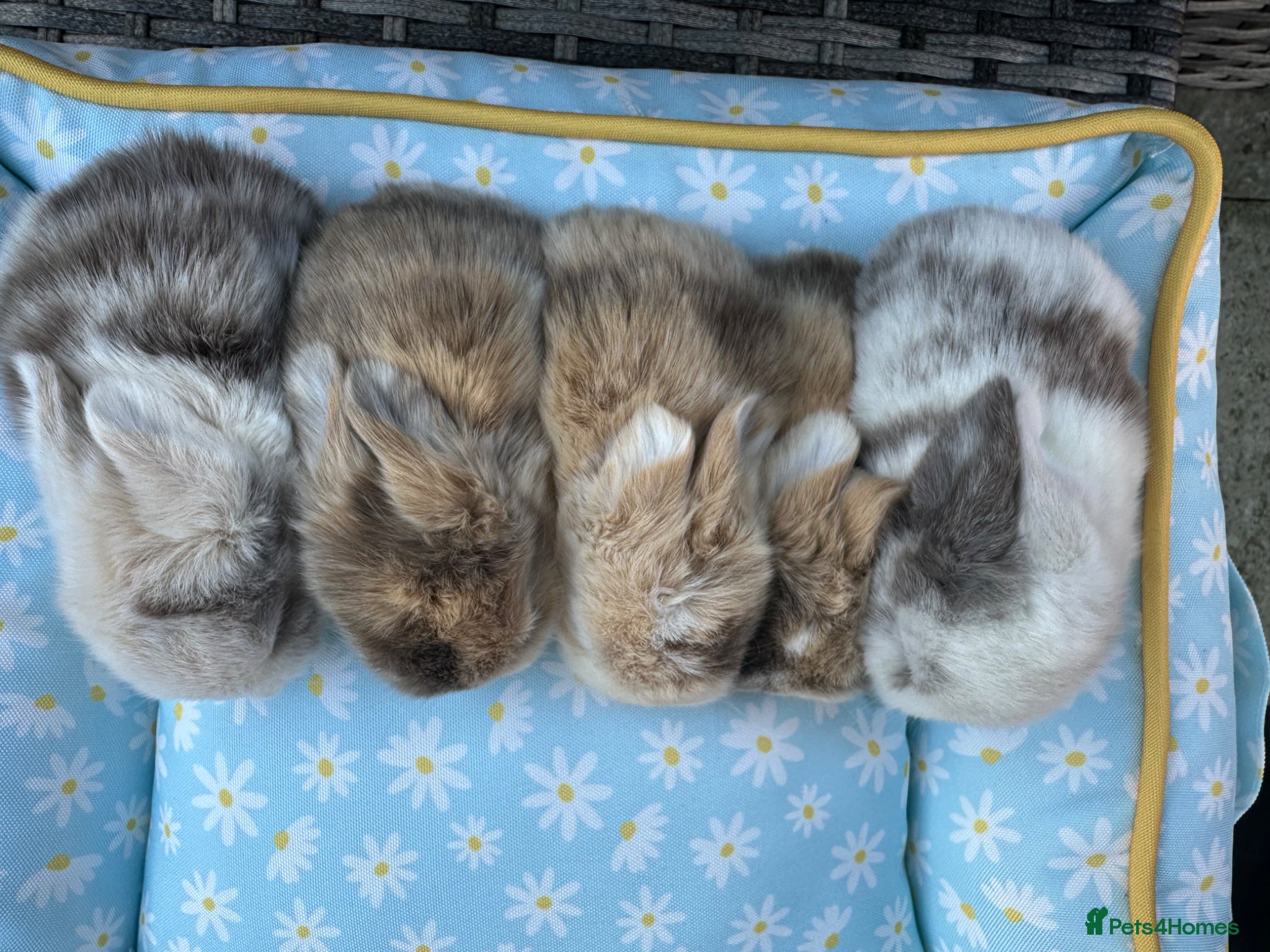 Mini Lop rabbits Stunning purebred mini lops  - Advert 1
