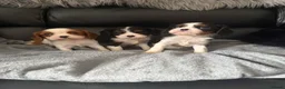 Cavalier King Charles Spaniel dogs for sale: Kc cavalier puppies dna clear  - Advert 5