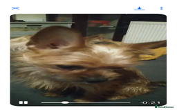 Mixed Breed dogs for sale: Frorkie female for free - Image 6