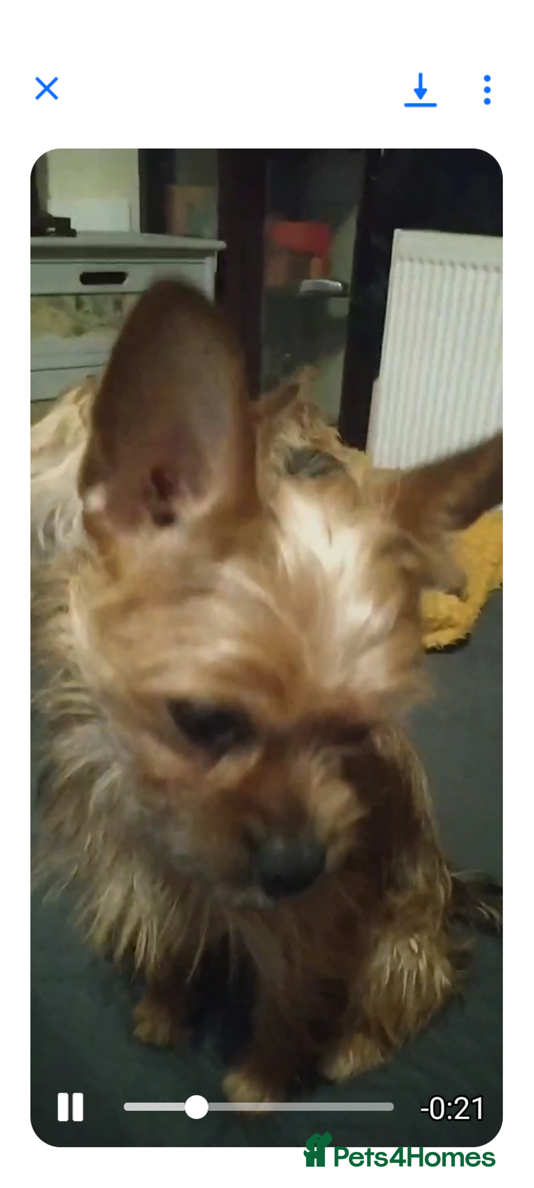 Mixed Breed dogs for sale: Frorkie female for free - Image 6