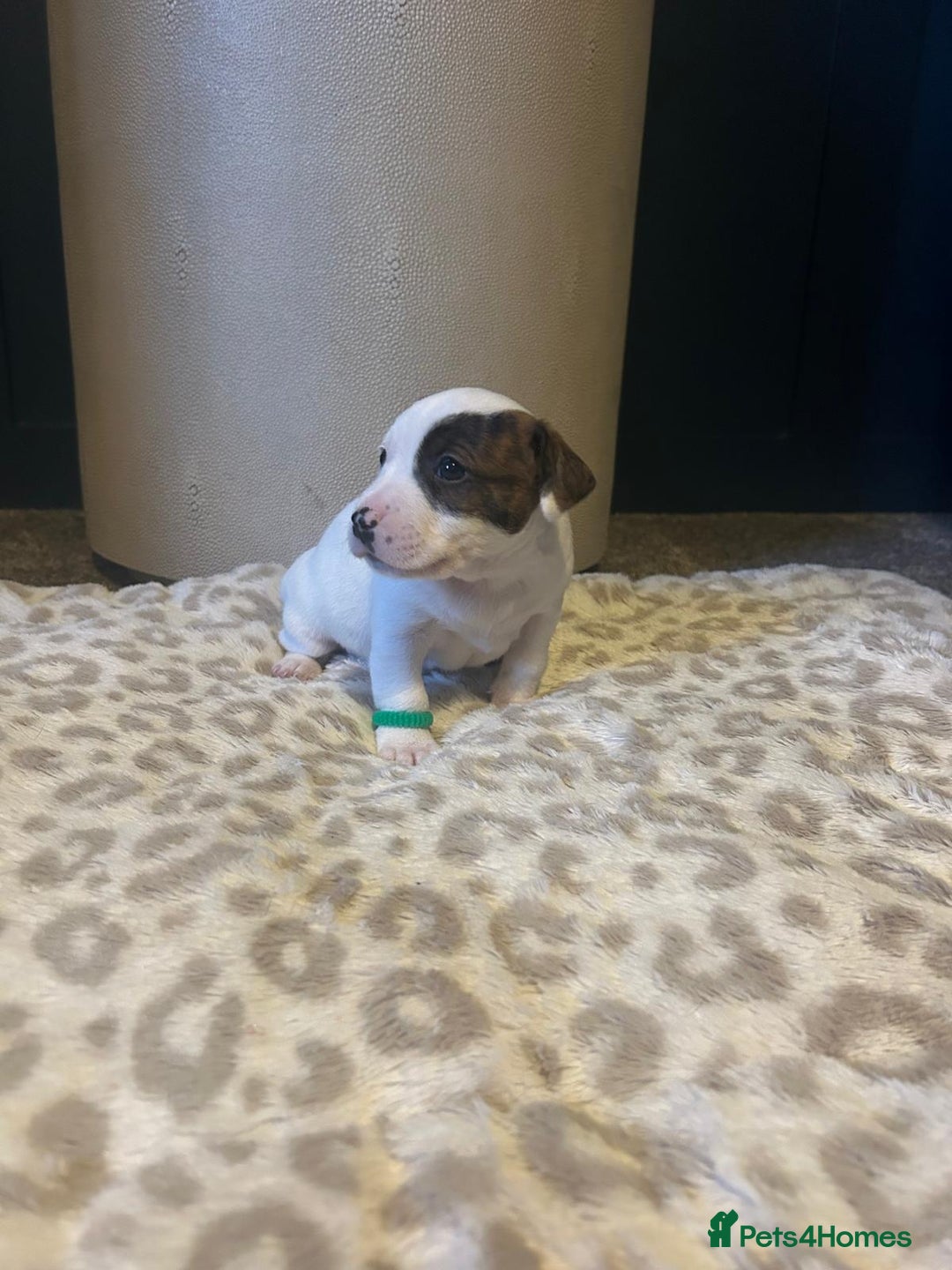 Mixed Breed dogs for sale: Jackastaff - Advert 8