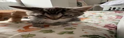 Mixed Breed cats for sale: Gorgeous kittens for sale - Advert 2