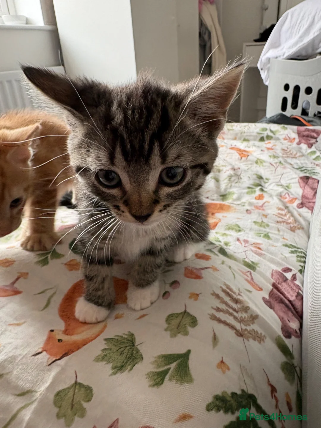 Mixed Breed cats for sale: Gorgeous kittens for sale - Advert 2