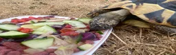 Tortoise reptiles for sale: Female Herman’s Tortoise  in Haywards Heath - Advert 5