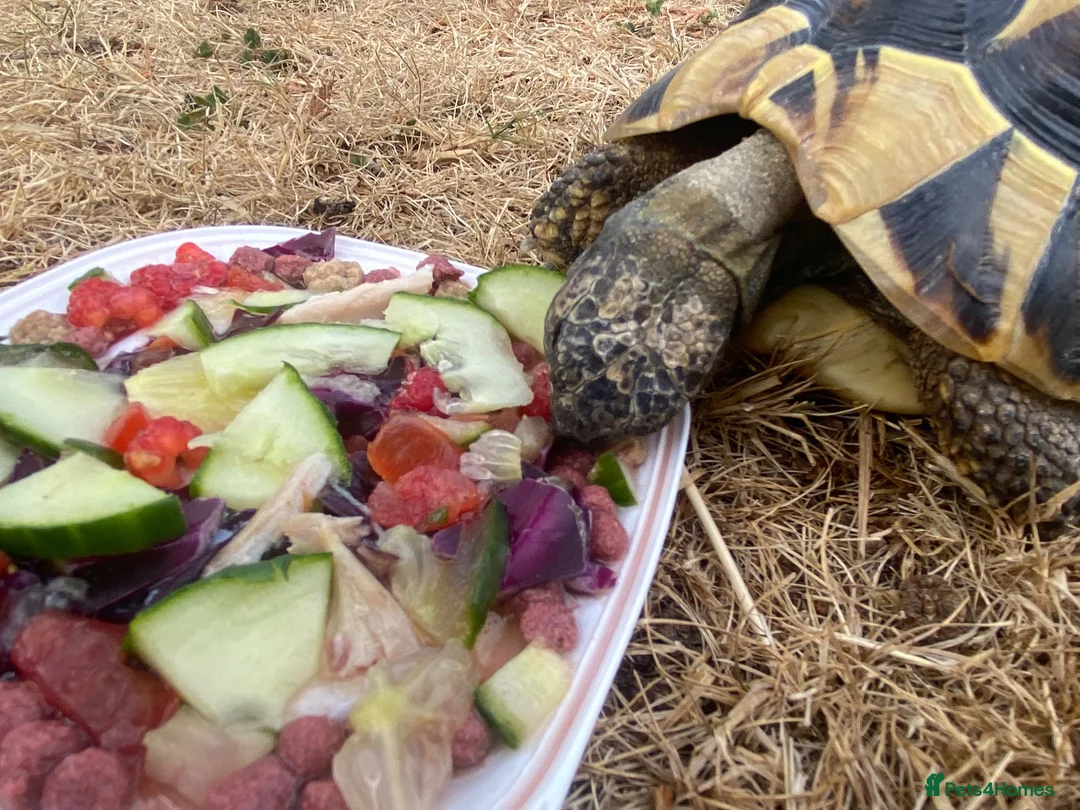 Tortoise reptiles for sale: Female Herman’s Tortoise  in Haywards Heath - Advert 5