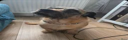 Jug dogs for sale: Jug looking to be someone's companion  - Advert 2