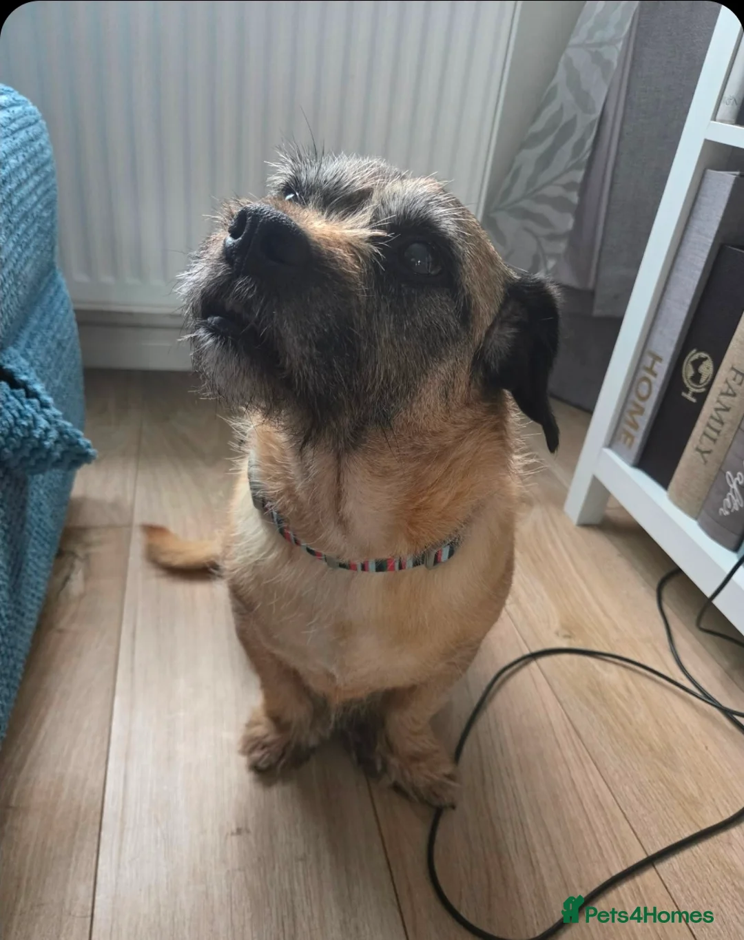 Jug dogs for sale: Jug looking to be someone's companion  - Advert 2
