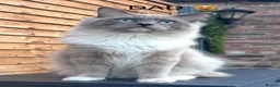 Ragdoll cats for sale: 😻 STUNNING MINK RAGDOLL KITTENS 😻 - Advert 4