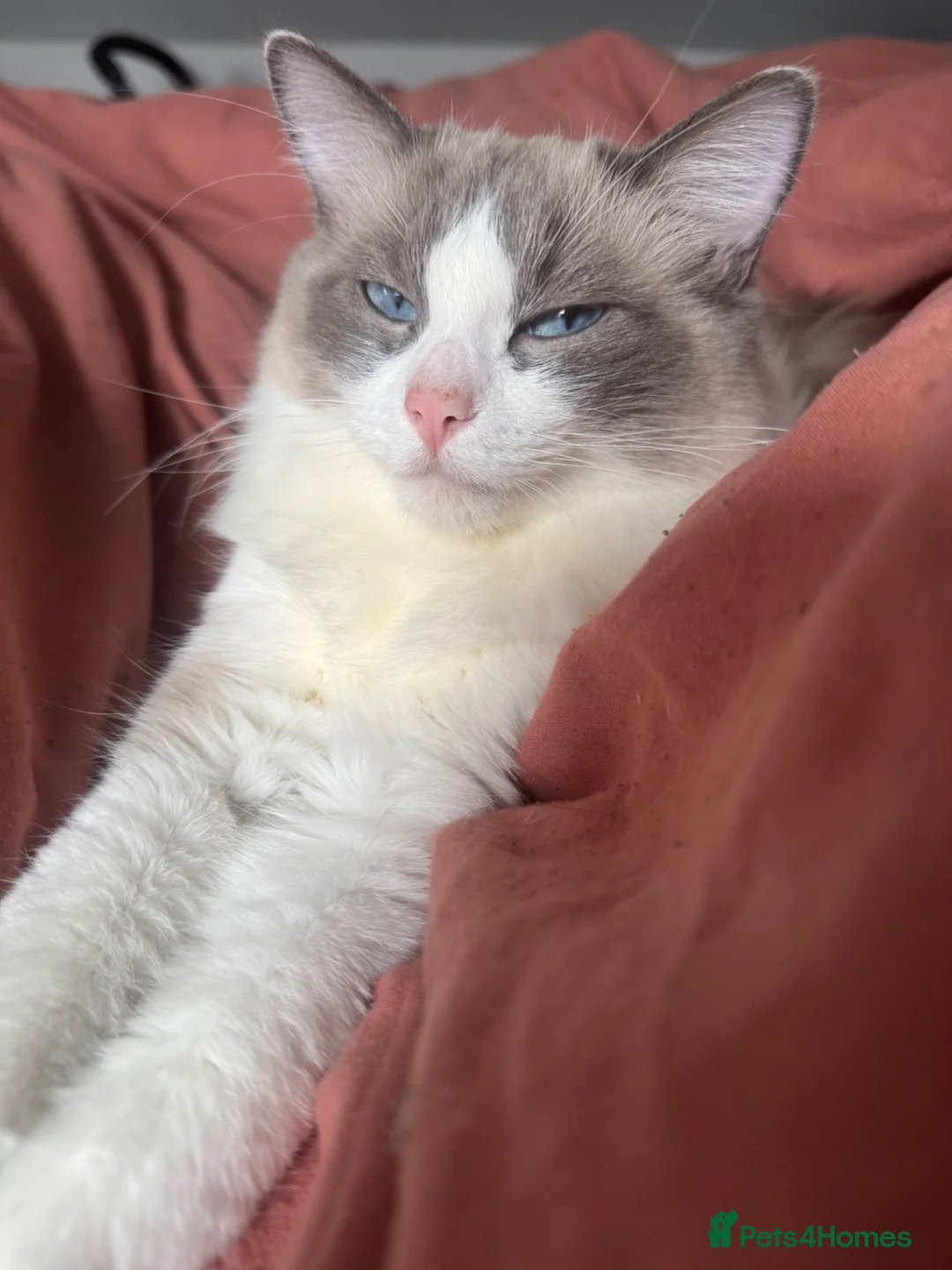 Ragdoll cats for sale: Beautiful ragdoll female  - Advert 1