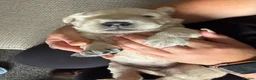 Golden Retriever dogs for sale: Beautiful golden retriever puppies  - Advert 8