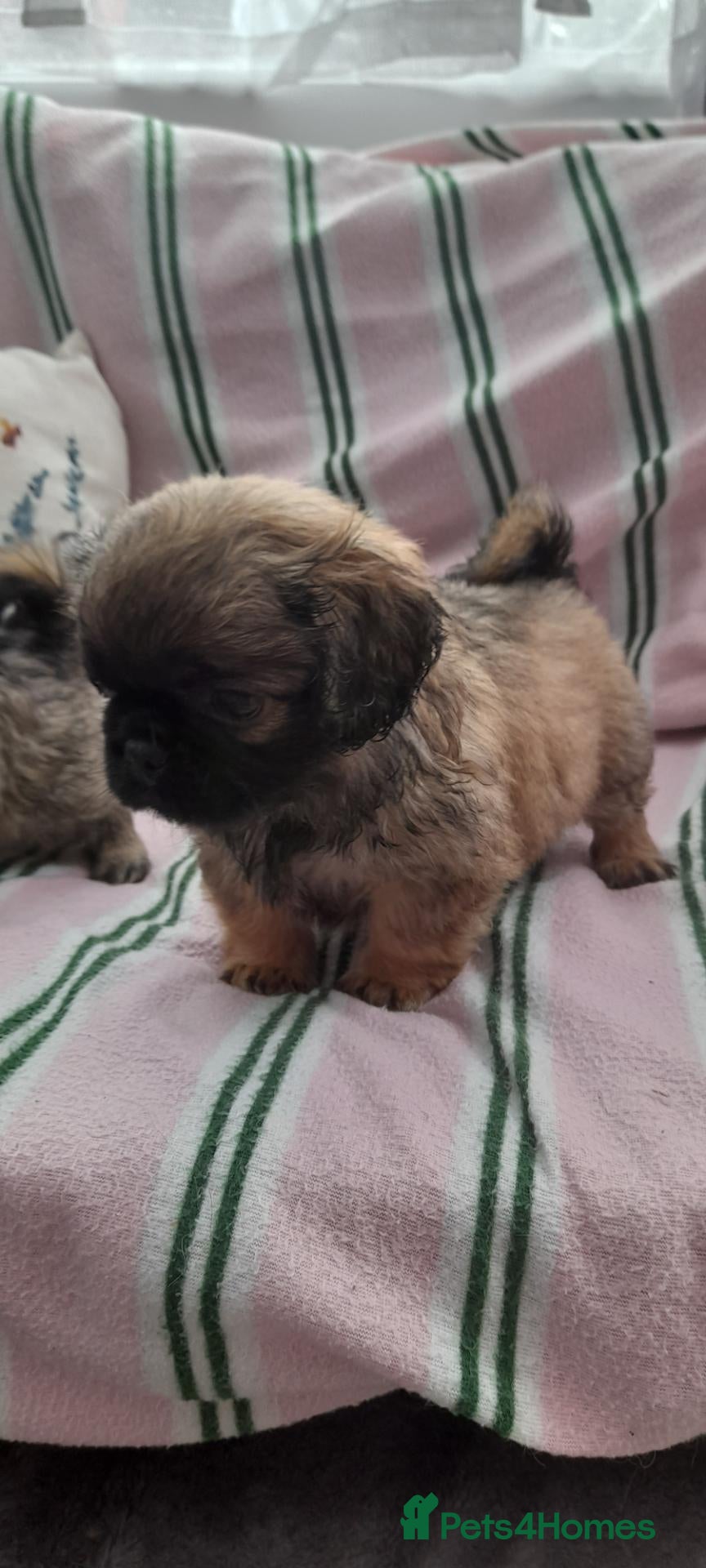 Mixed Breed dogs Pekingese cross yorkie poo puppies  - Advert 13