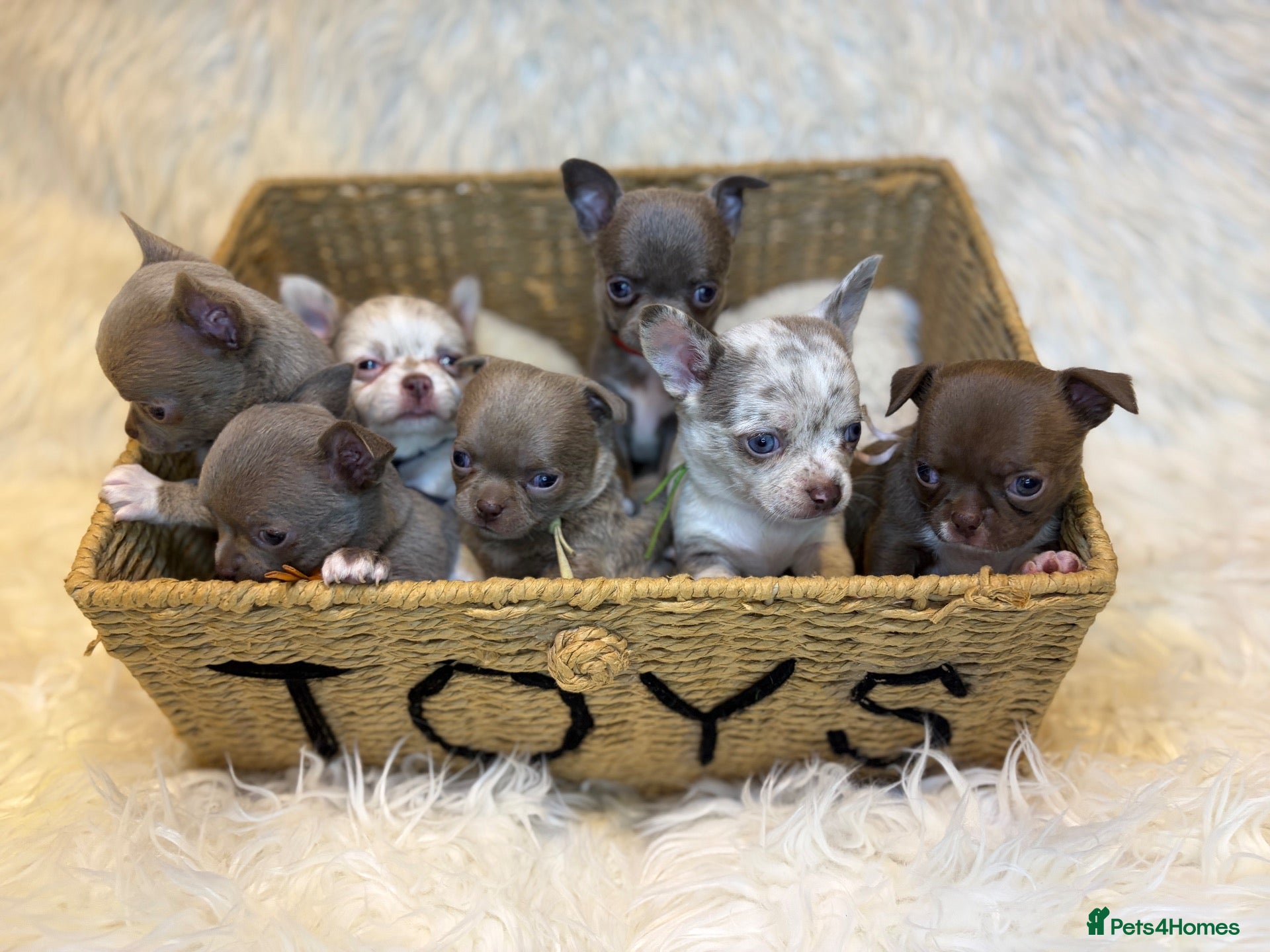 Chihuahua dogs KC REG, DNA HEALTH TESTED, TINY, VERY RARE 🐶😍 - Advert 1