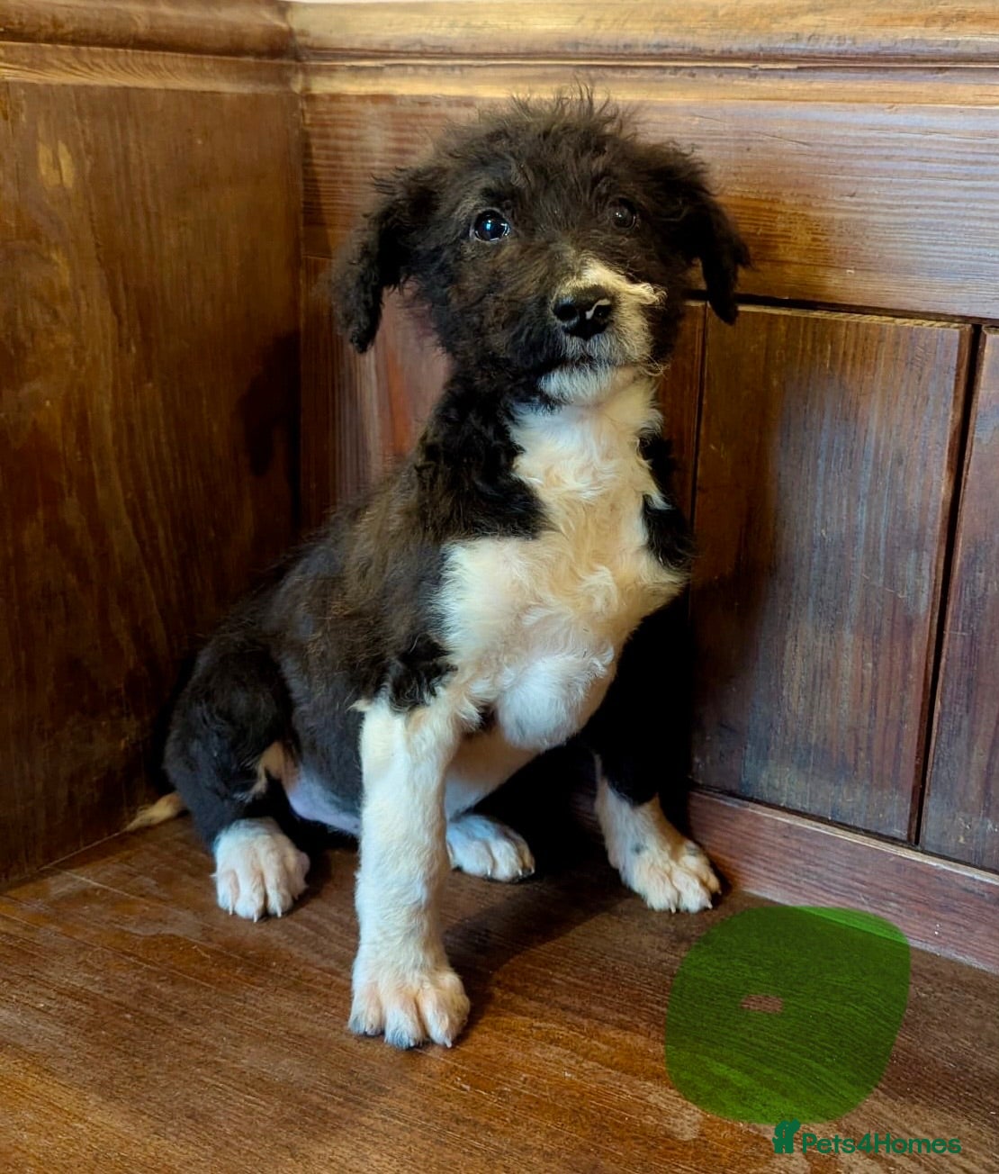 Bordoodle dogs Standard Bordoodle/Colliepoodle Puppies - Advert 2