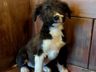 Bordoodle dogs Standard Bordoodle/Colliepoodle Puppies - Advert 2