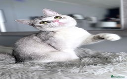 British Shorthair cats for sale: Two female British shorthairs - Image 8