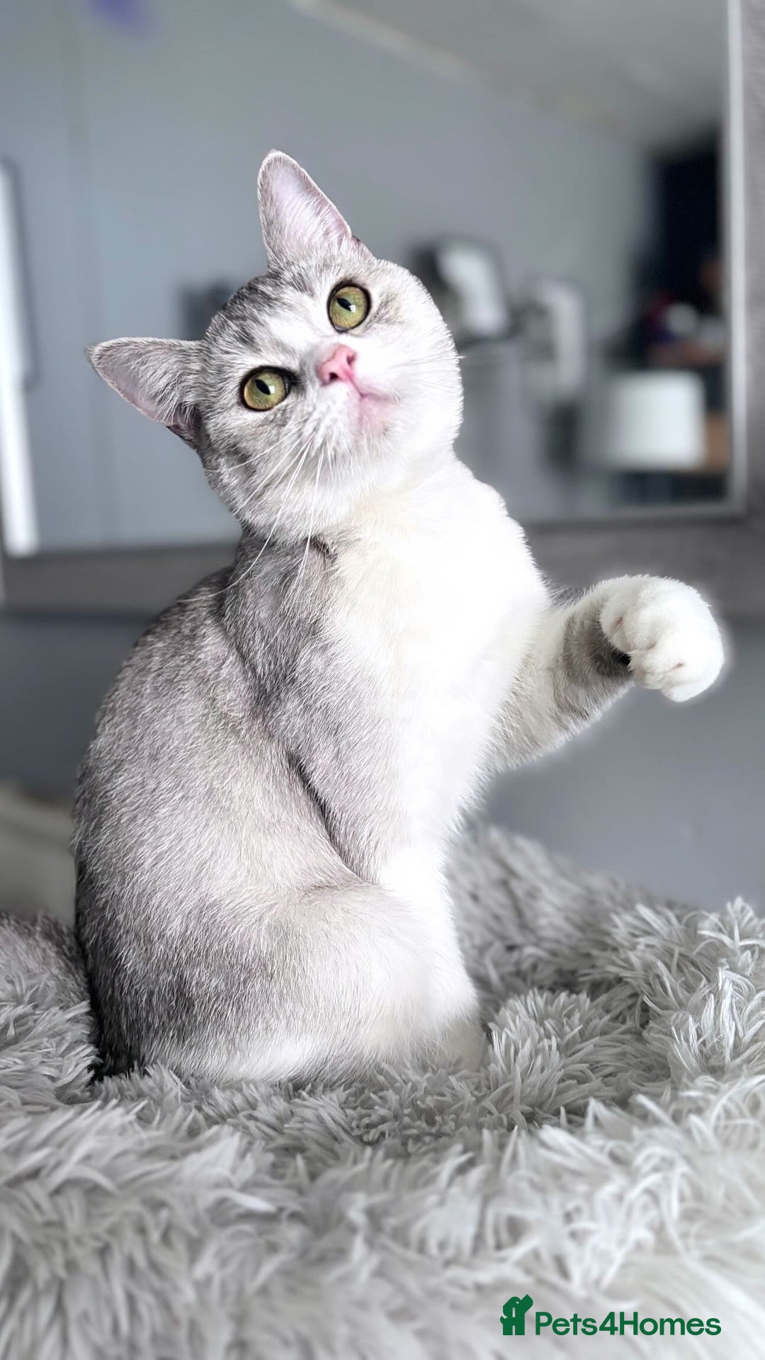 British Shorthair cats for sale: Two female British shorthairs - Image 8