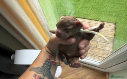 Cockapoo dogs for sale: F2bb Cockapoo Chocolate Merle Puppies  - Image 13