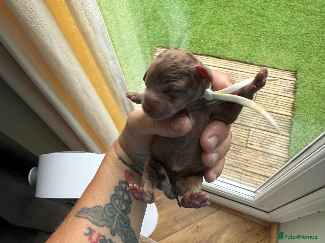 Cockapoo dogs for sale: F2bb Cockapoo Chocolate Merle Puppies  - Image 13