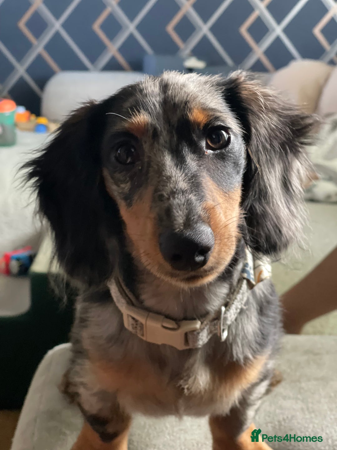 Miniature Dachshund dogs for sale:  Miniature Dachshund for rehoming.  - Advert 3