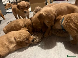 Golden Retriever dogs - Advert 14