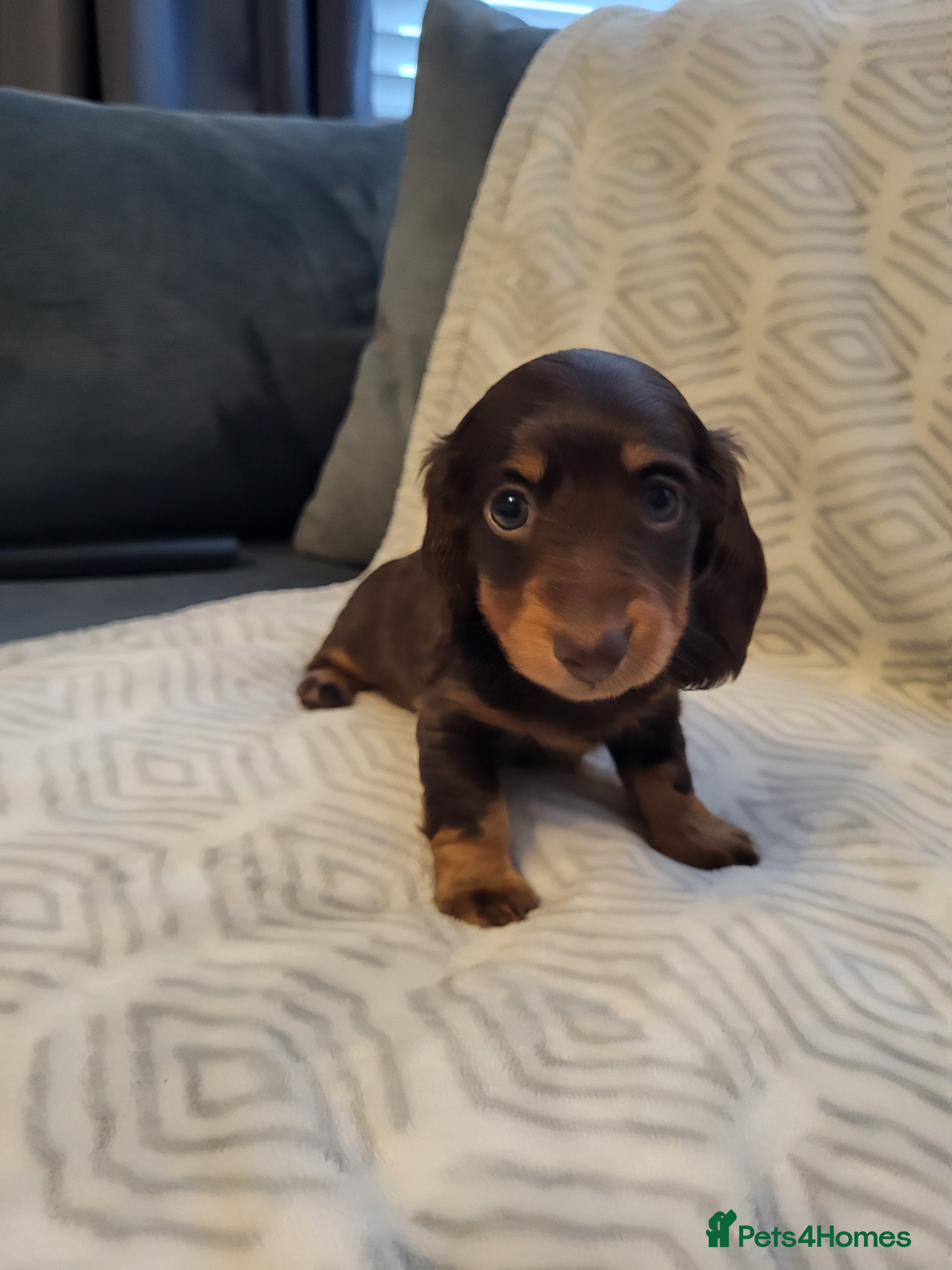 Miniature Dachshund dogs Minature dachshunds puppies "7 weeks old" - Advert 4