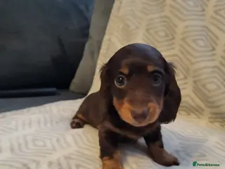 Miniature Dachshund dogs Minature dachshunds puppies "7 weeks old" - Advert 5