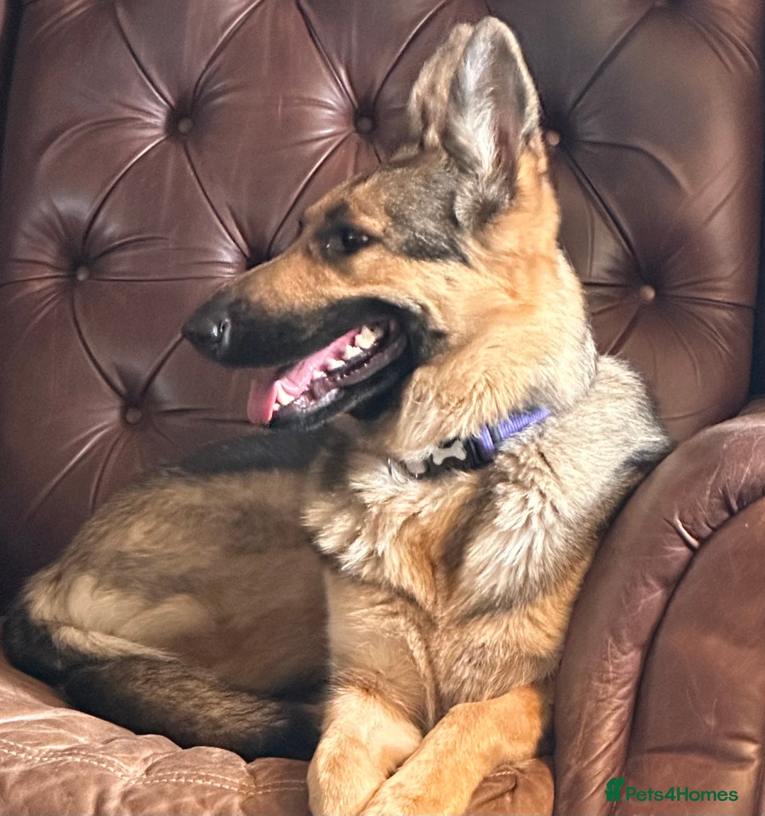 German Shepherd dogs for sale: KC fully health tested parents straight backed  - Advert 11