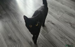 Bombay cats for sale: Rehoming our beloved Nala. 1yr old neutered female - Image 4