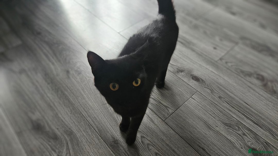Bombay cats for sale: Rehoming our beloved Nala. 1yr old neutered female - Image 4