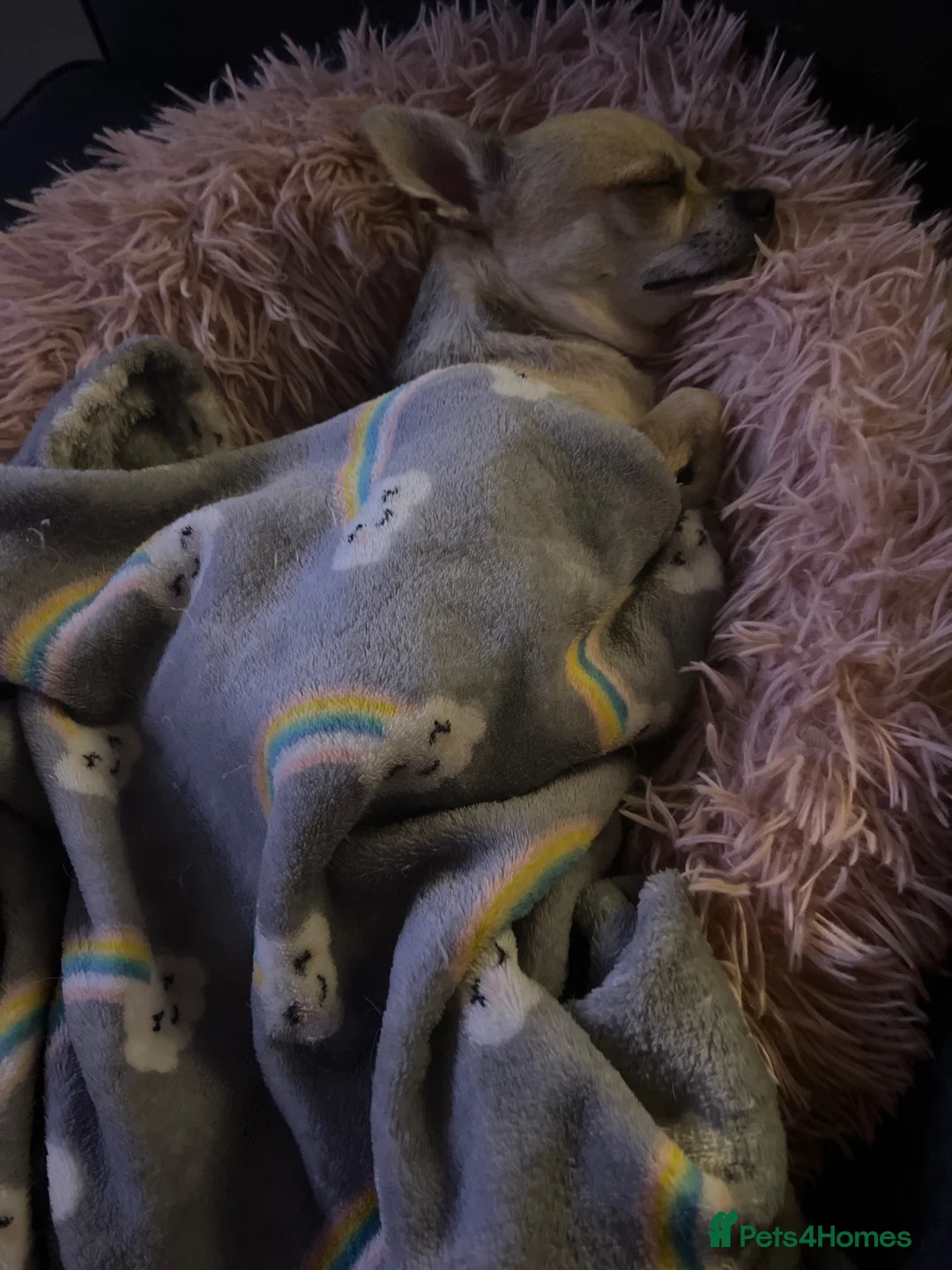 Chihuahua dogs for sale: Two chihuahua girls (REHOME ASAP) - Advert 17