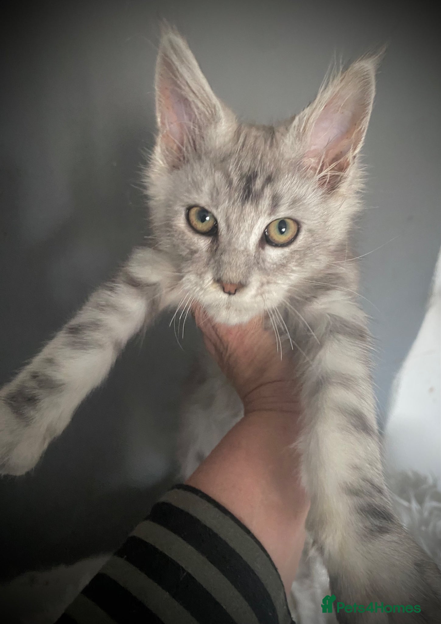 Maine Coon cats Full Maine Coon kittens Male  - Advert 13