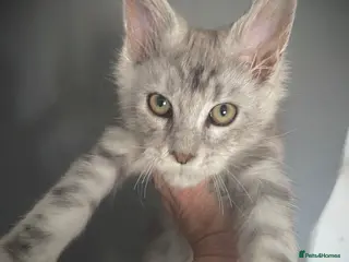 Maine Coon cats Full Maine Coon kittens Male - Advert 13