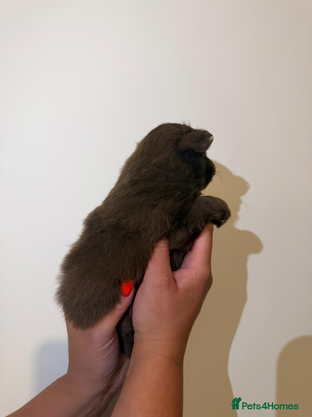 Pomeranian dogs for sale: Adorable Pomerania puppies  - Advert 4