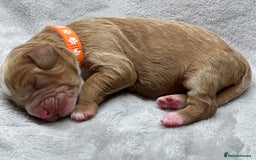 Cockapoo dogs for sale: Beautiful Cockapoo Puppies – Ready Early New Year - Advert 9