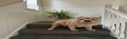 Shar Pei dogs for sale: Top quality bear coat shar pies for sale  - Advert 31