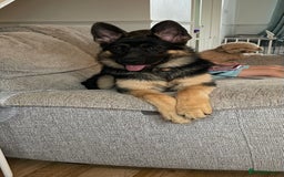 German Shepherd dogs for sale: 5 month old German Shepherd girl - Image 1