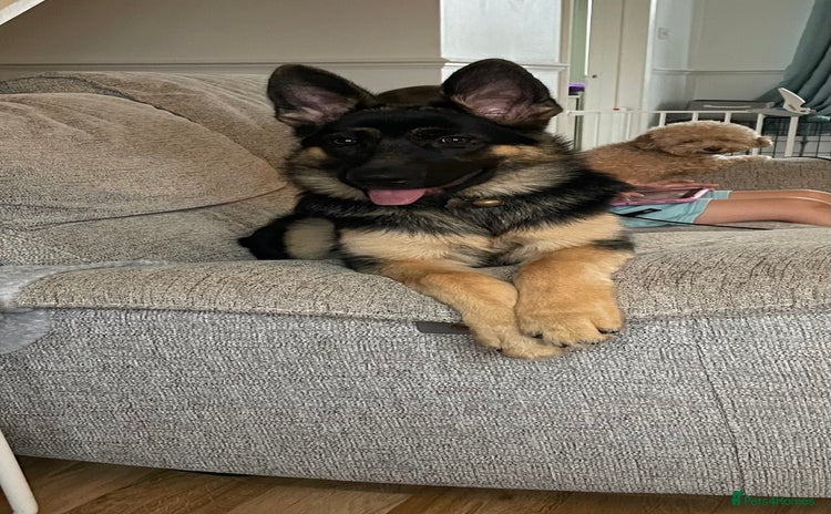German Shepherd dogs - Advert 1