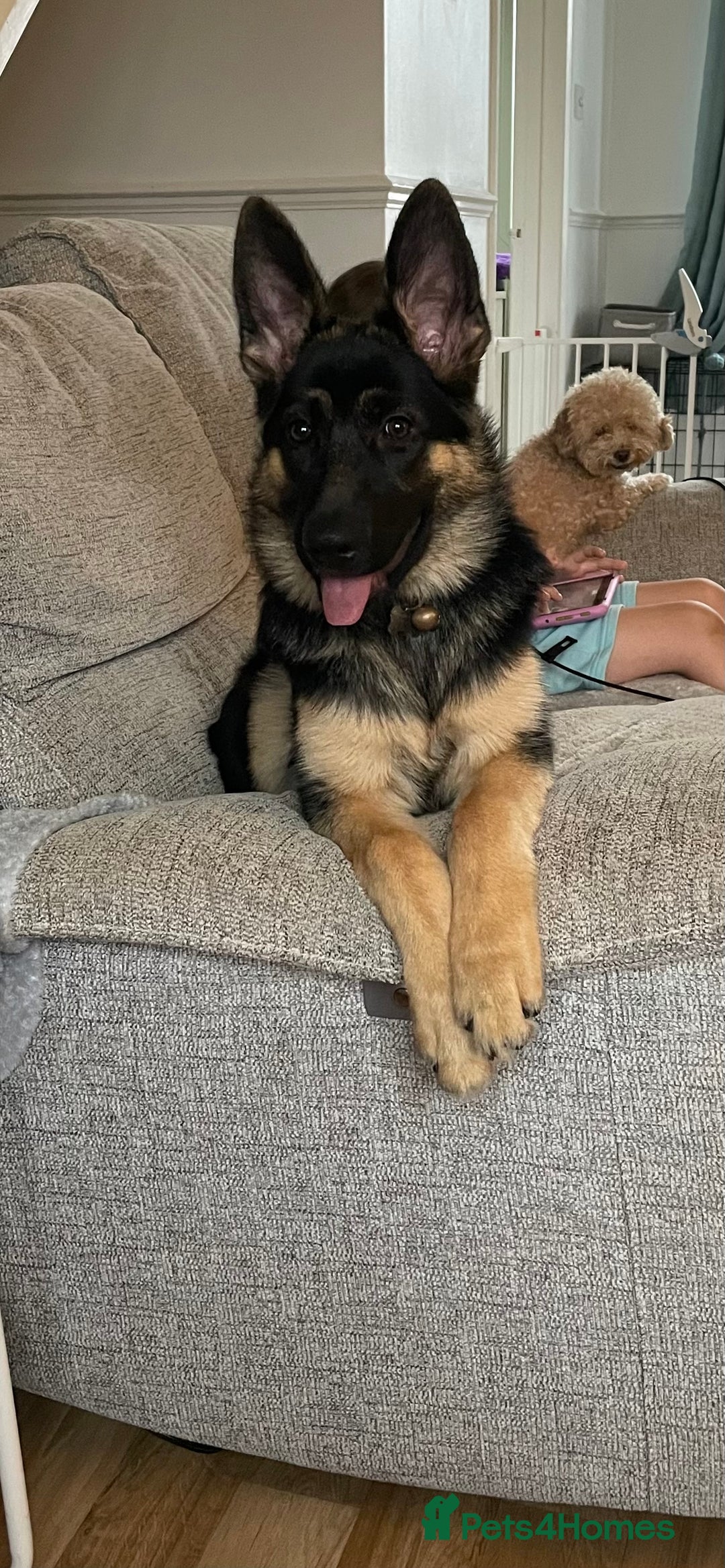 German Shepherd dogs for sale: 5 month old German Shepherd girl - Image 1
