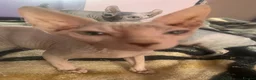 Sphynx cats for sale: Sphinx  - Advert 3