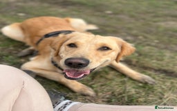 Golden Retriever dogs for sale: Golden retriever puppies - Image 10