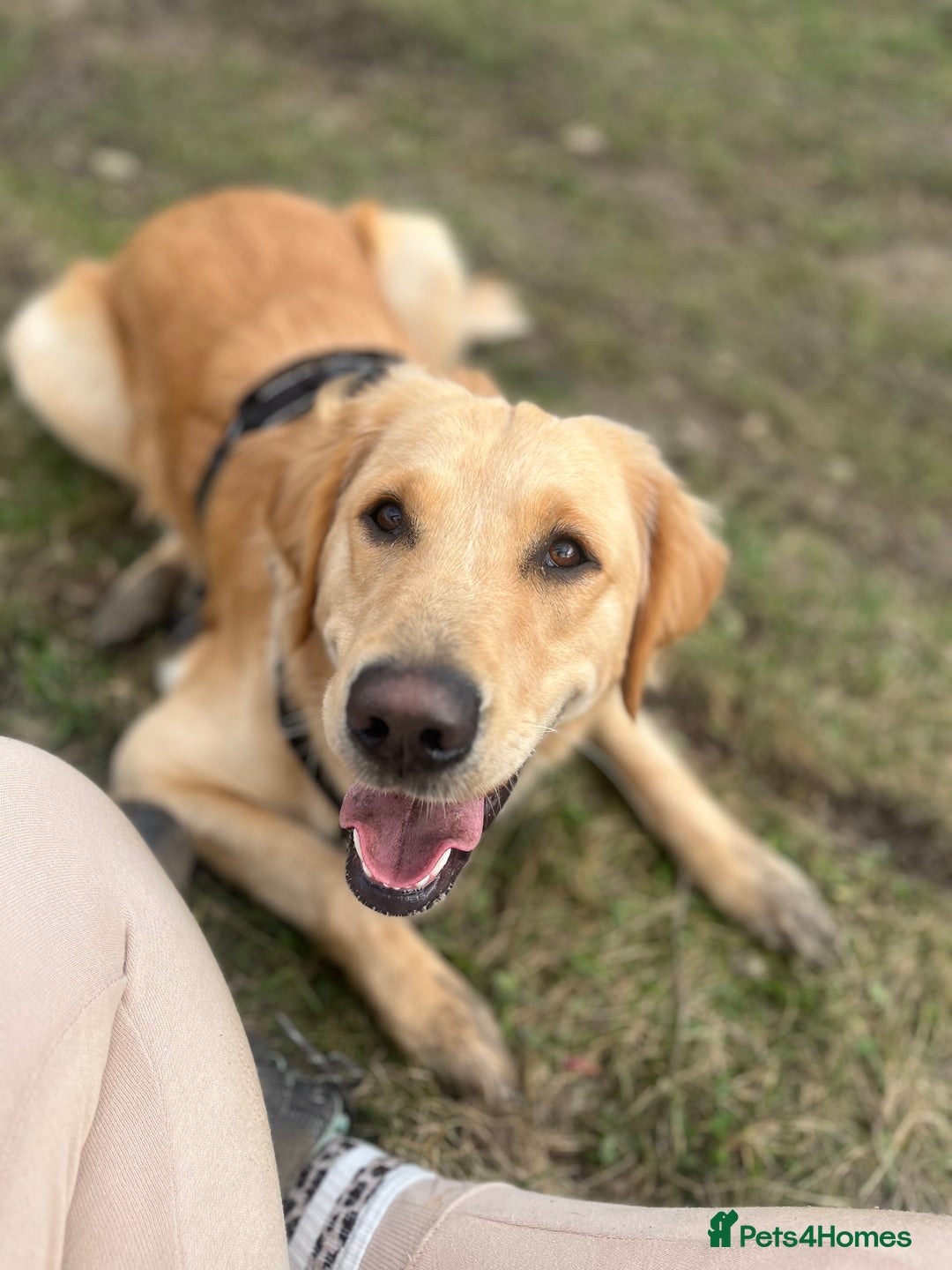 Golden Retriever dogs for sale: Golden retriever puppies - Image 10