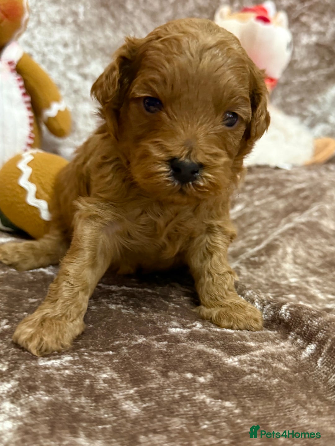 Maltipoo dogs for sale: BEAUTIFUL TEDDY BEAR F1B MALTIPOO BABIES! - Advert 12