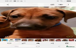 Rhodesian Ridgeback dogs for sale: Rhodesian Ridgeback puppies  - Image 6